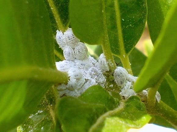 How to identify and protect your garden from Mealy Bugs